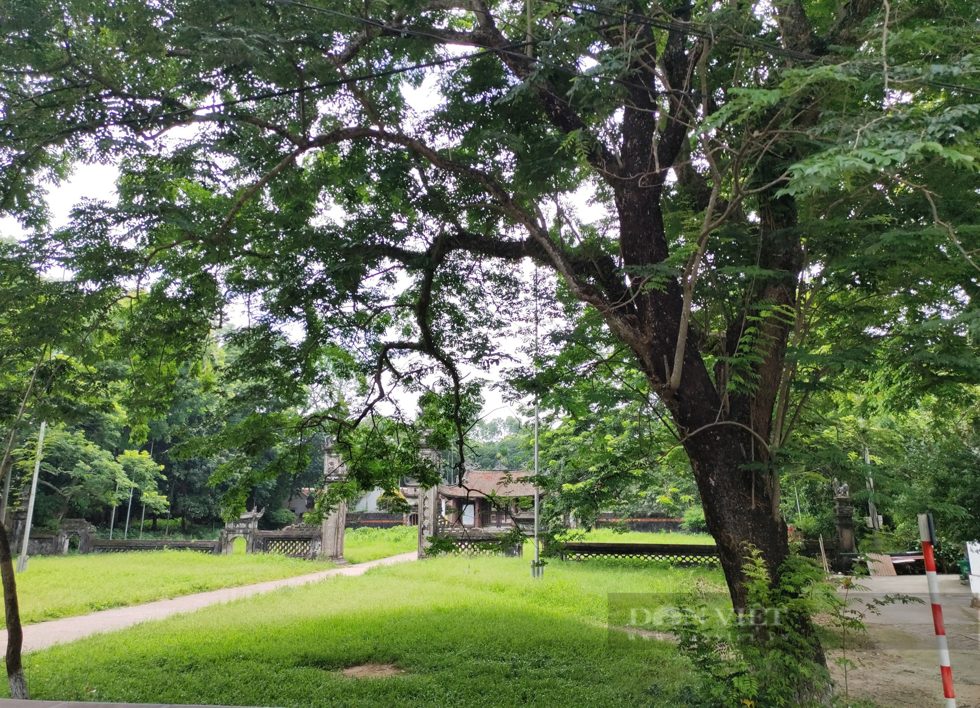 Hà Nội: 3 cây sưa &quot;trăm tỷ&quot; án ngữ bên ngoài ngôi đình thiêng được Công an xã lập chốt bảo vệ - Ảnh 11.