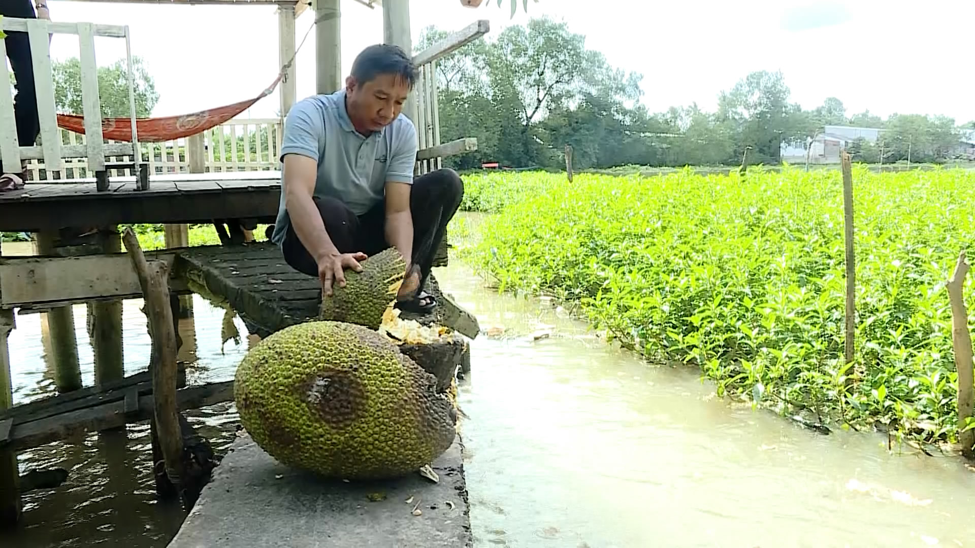 Một nông dân Vĩnh Long bằm hàng tạ trái mít Thái cho đàn cá sông ăn, ước chừng 5-6 tấn cá tự nhiên - Ảnh 1.