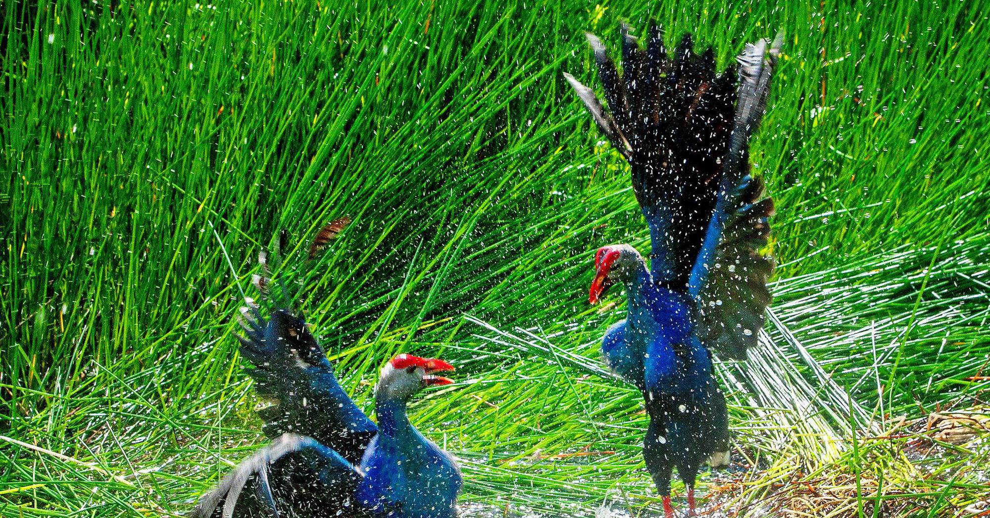 Hấp dẫn với những trải nghiệm đời sống loài chim nước tại rừng tràm U Minh Hạ