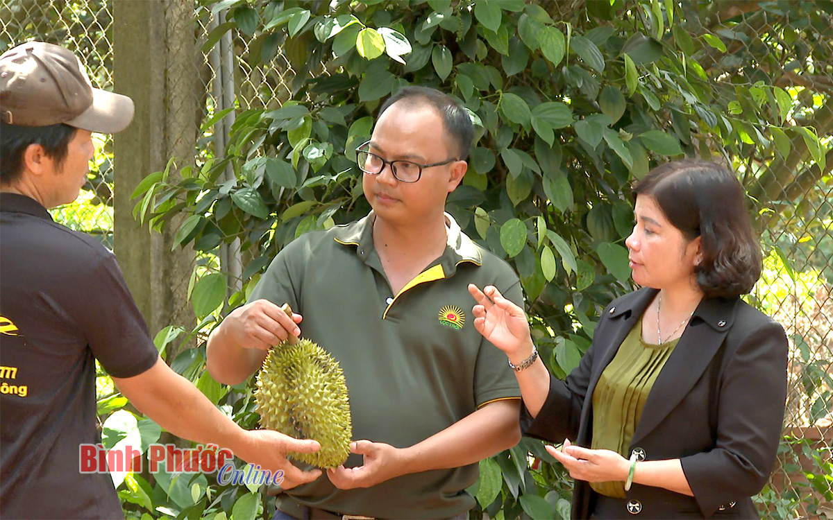 Vùng đất này ở Bình Phước, dân giàu lên thấy rõ nhờ liên kết trồng sầu riêng đặc sản - Ảnh 2.