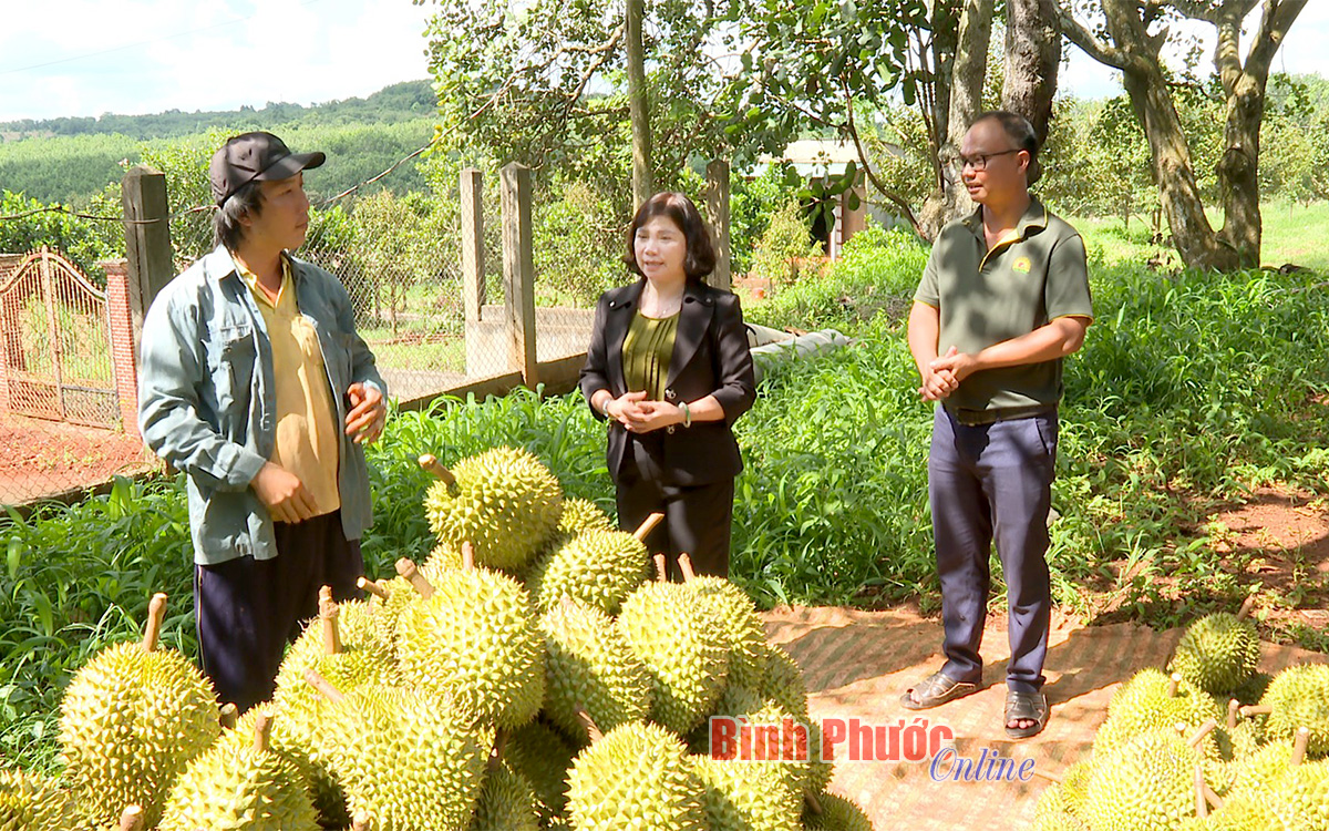 Vùng đất này ở Bình Phước, dân giàu lên thấy rõ nhờ liên kết trồng sầu riêng đặc sản - Ảnh 1.