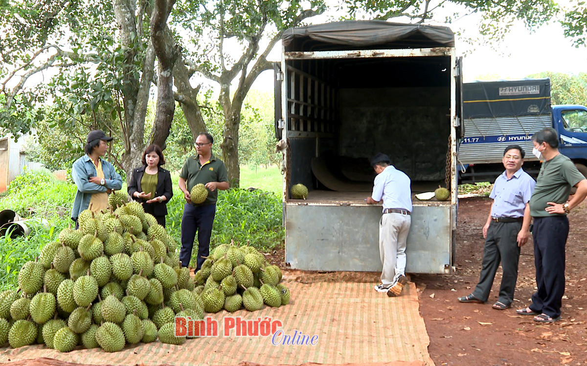 Vùng đất này ở Bình Phước, dân giàu lên thấy rõ nhờ liên kết trồng sầu riêng đặc sản - Ảnh 3.