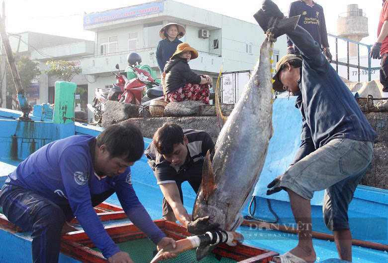 Bình Định tổ chức lễ hội cá ngừ 'khủng', trình diễn mổ phi lê cá tươi 'hiếm có' - Ảnh 1.