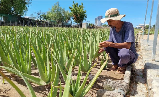 Người trồng nha đam ở Ninh Thuận thu lãi hàng chục triệu đồng mỗi tháng, giá tăng gấp đôi do nắng nóng - Ảnh 6.