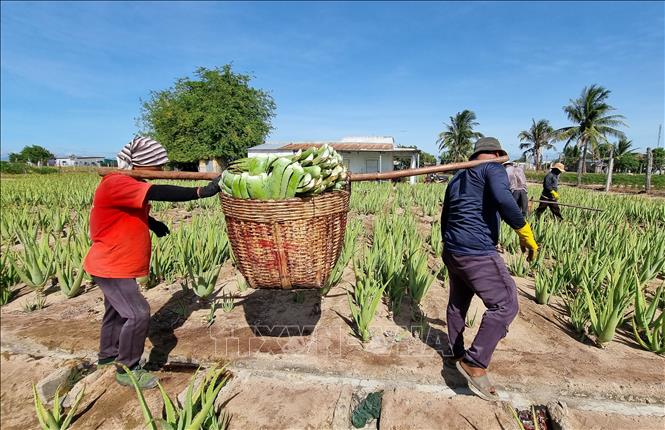 Người trồng nha đam ở Ninh Thuận thu lãi hàng chục triệu đồng mỗi tháng, giá tăng gấp đôi do nắng nóng - Ảnh 4.