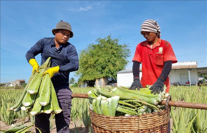 Người trồng nha đam ở Ninh Thuận thu lãi hàng chục triệu đồng mỗi tháng, giá tăng gấp đôi do nắng nóng - Ảnh 3.