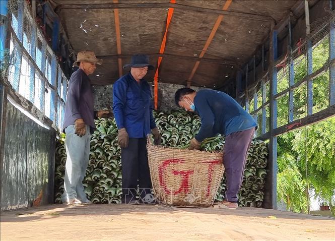 Người trồng nha đam ở Ninh Thuận thu lãi hàng chục triệu đồng mỗi tháng, giá tăng gấp đôi do nắng nóng - Ảnh 5.