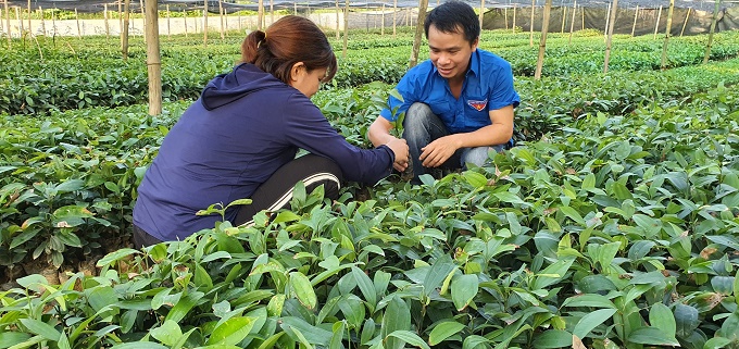 Phú Thọ chi 77 tỷ đồng, hướng đến xây dựng, hình thành chỉ dẫn địa lý “quế Phú Thọ” - Ảnh 2.