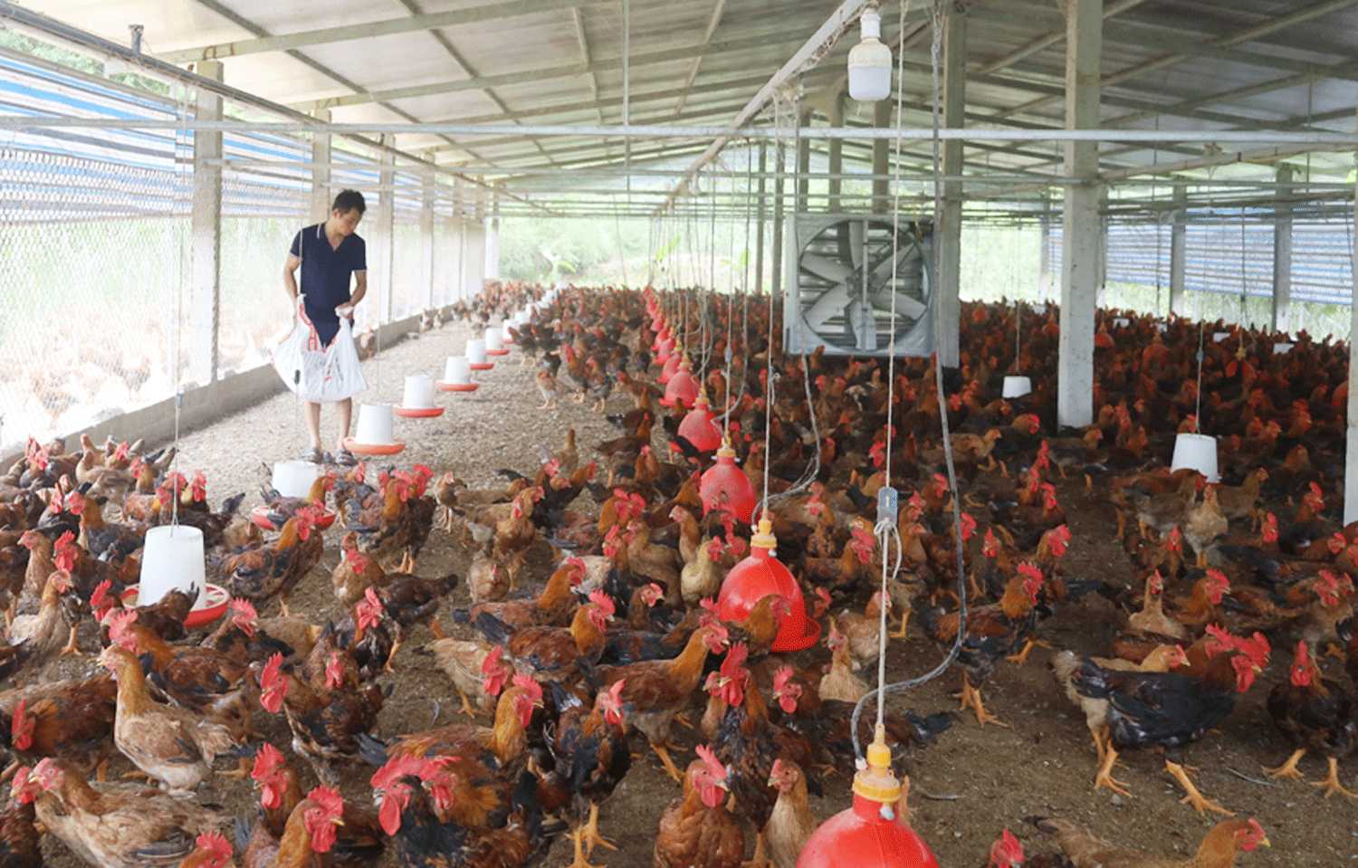 Giá gia cầm tăng giá, gà thịt lên hơn 70.000 đồng/kg, nông dân phấn khởi tăng đàn - Ảnh 1.