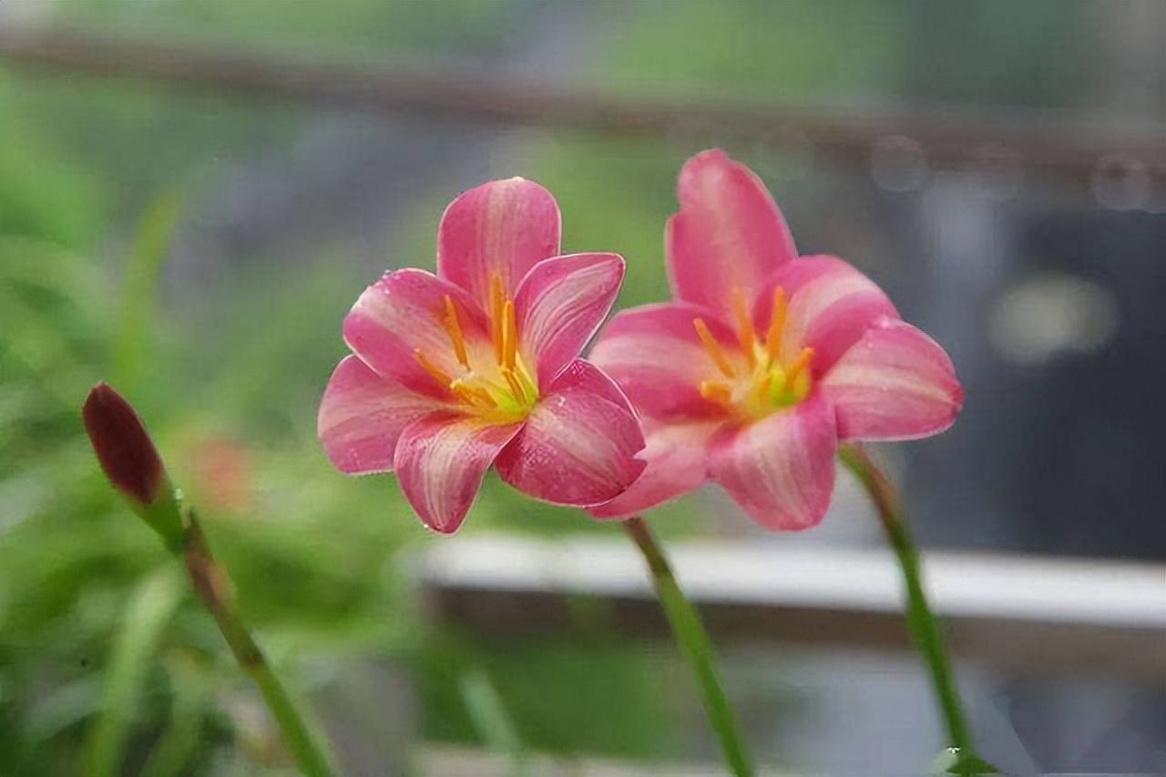 4 loại hoa bung nở thơm ngát vào ngày hè, ngắm hoa chẳng thiết tha gì ngồi phòng máy lạnh - Ảnh 5.