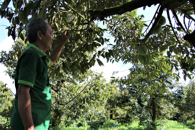 Cây tiền tỷ ở Đồng Tháp, trồng 20 cây sầu riêng, nông dân hái được 3 tấn trái, ai cũng trầm trồ - Ảnh 3.