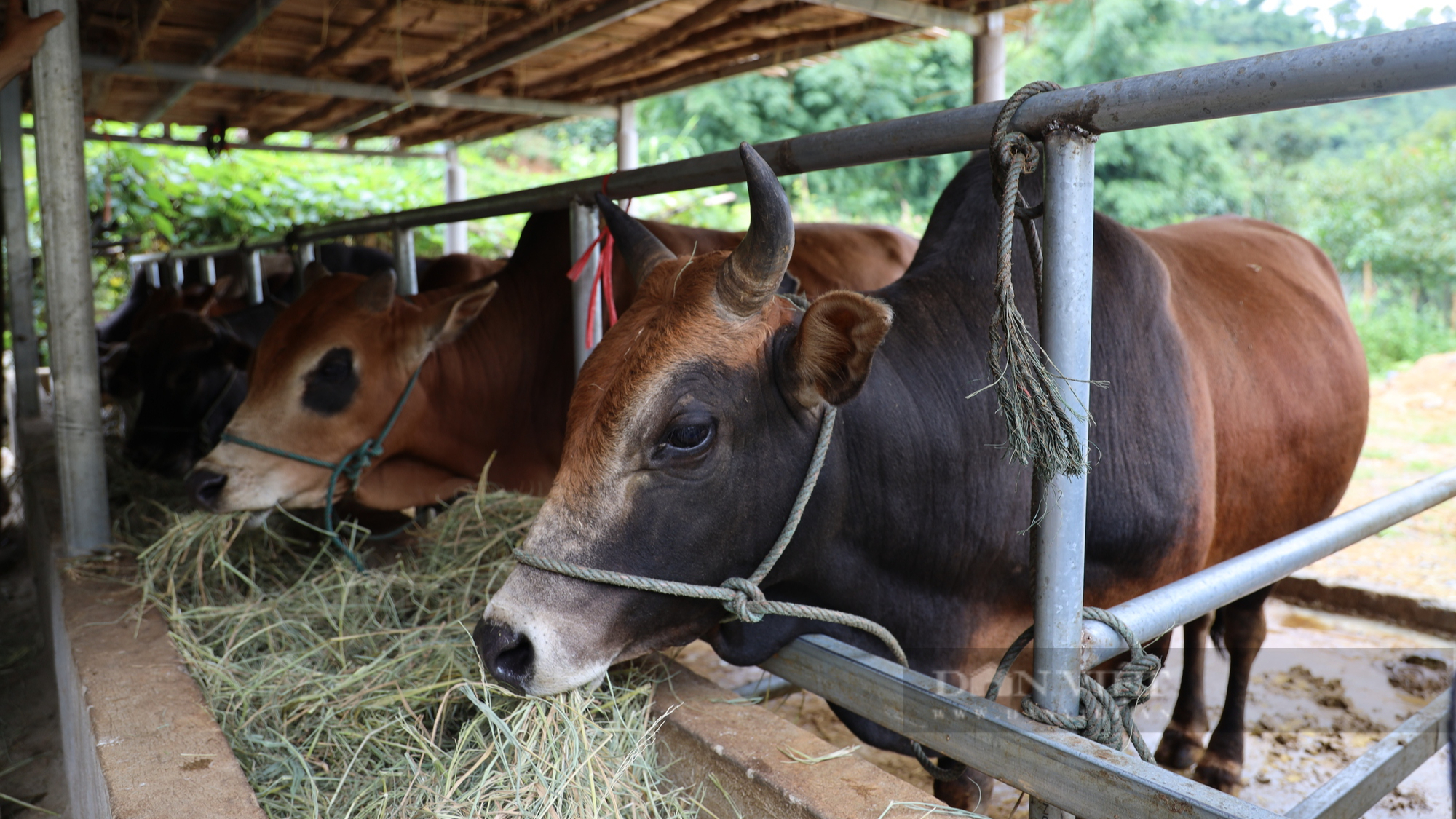 Lão nông Sơn La nuôi bò cỏ bản địa, thu hàng trăm triệu mỗi năm - Ảnh 4.