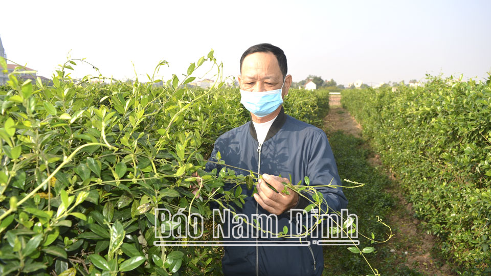 Trồng cây thìa canh ở Nam Định, lá phơi khô bán cho công ty dược, thu nhập cao gấp 3-4 lần so với cấy lúa - Ảnh 1.