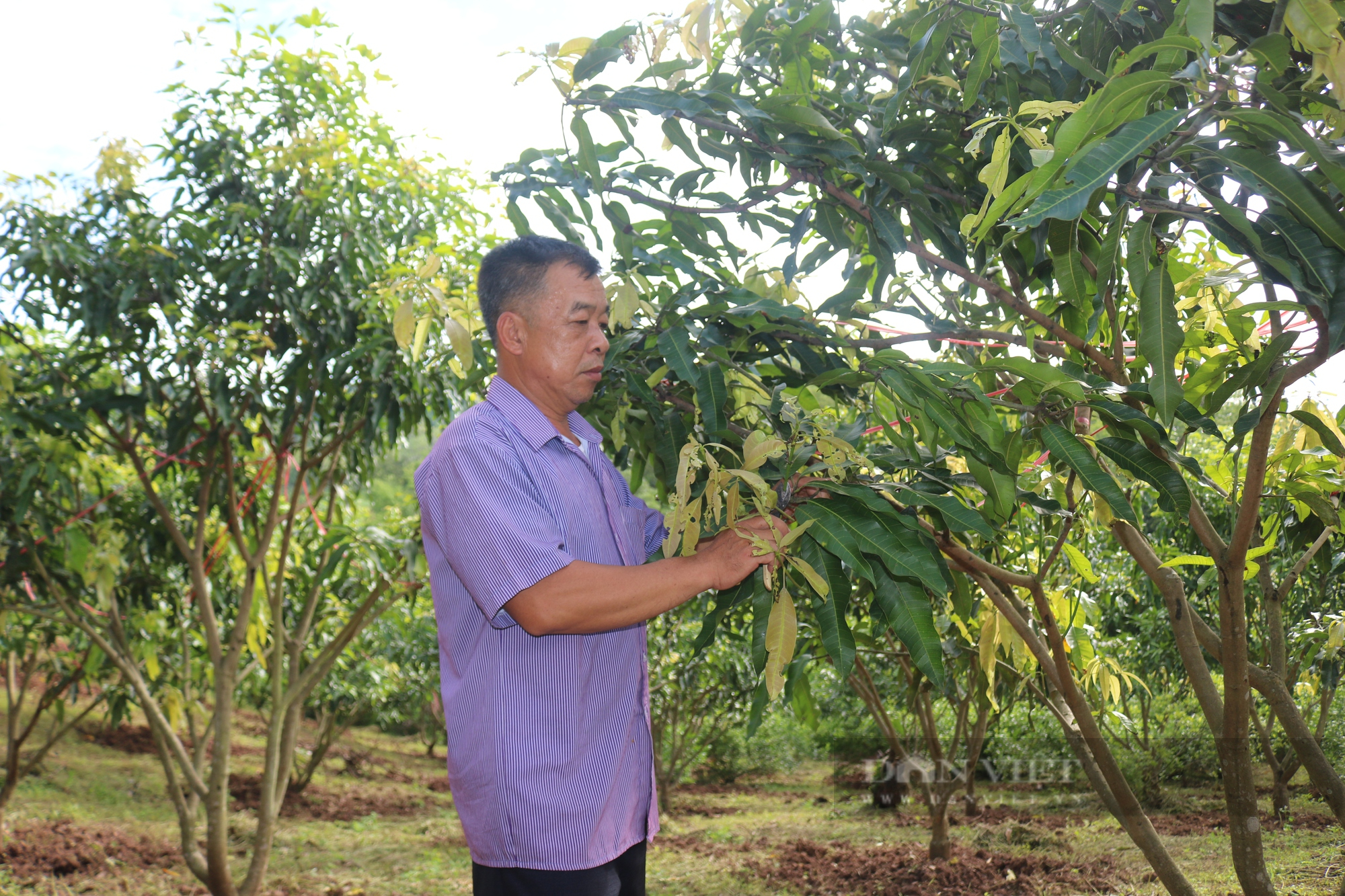 Lão nông vươn lên làm giàu nhờ ghép mắt cây xoài đặc sản  - Ảnh 8.