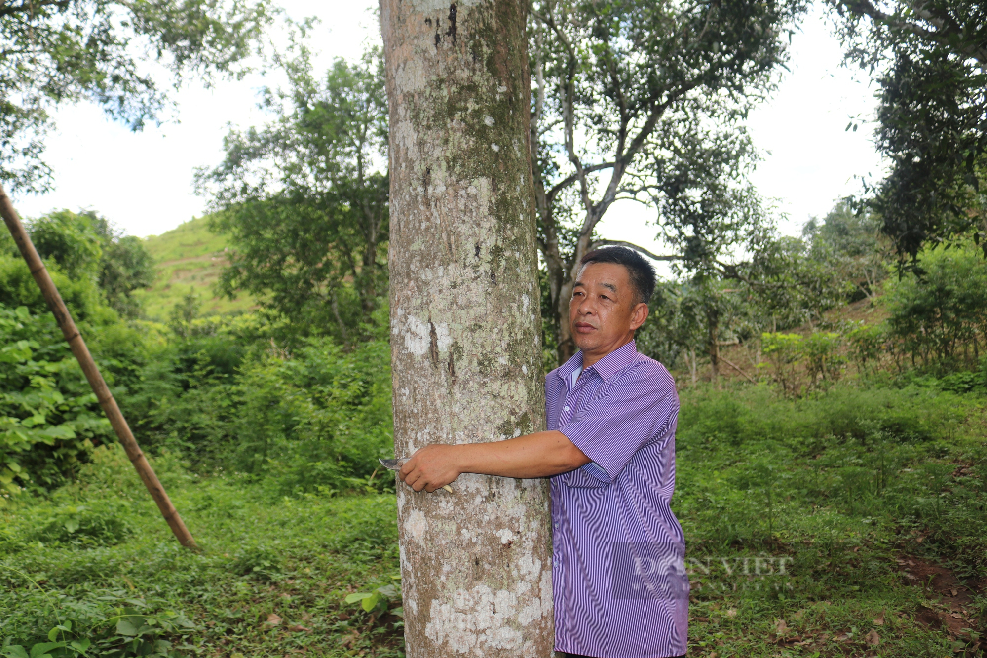 Lão nông vươn lên làm giàu nhờ ghép mắt cây xoài đặc sản  - Ảnh 3.