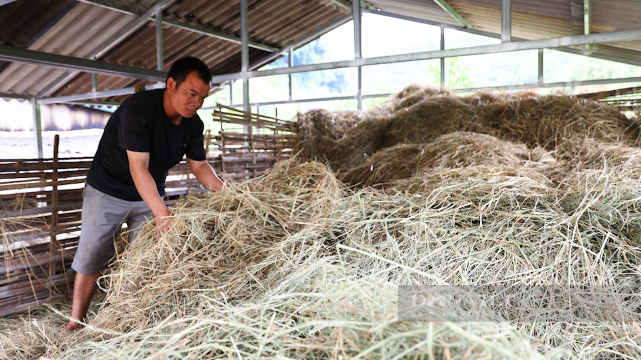 Lão nông Sơn La nuôi bò cỏ bản địa, thu hàng trăm triệu mỗi năm - Ảnh 6.