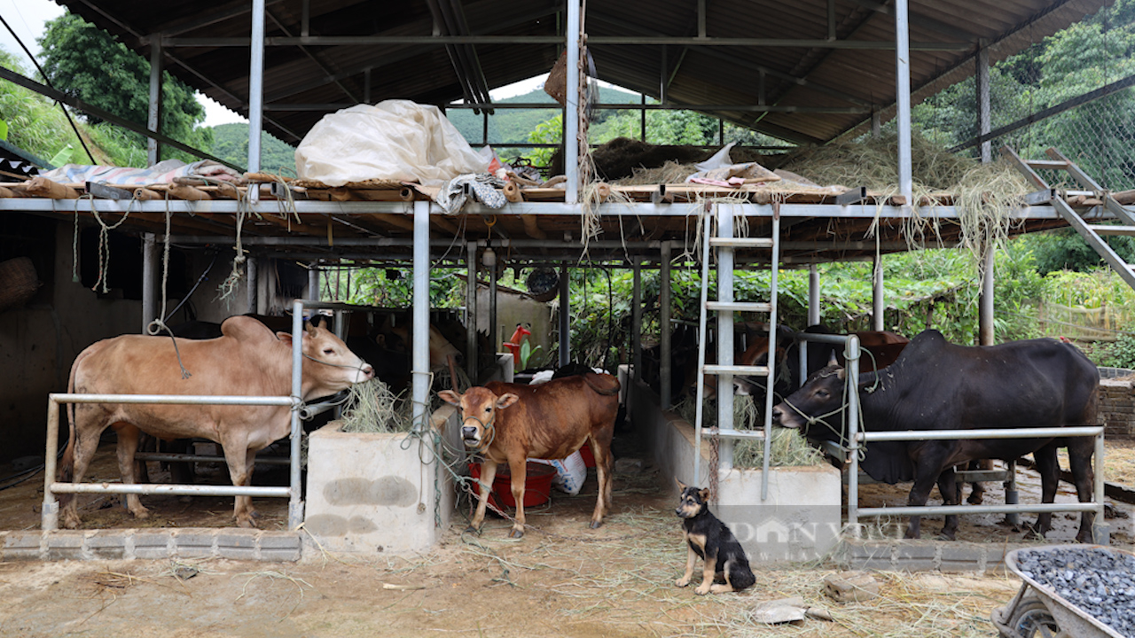 Lão nông Sơn La nuôi bò cỏ bản địa, thu hàng trăm triệu mỗi năm - Ảnh 7.