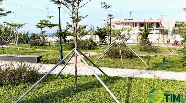 Quảng Ngãi: Tiếp tục chi ngân sách duy trì cây cảnh ngoại dặt dẹo ở dự án chục tỷ - Ảnh 3. Quảng Ngãi: Tiếp tục chi ngân sách duy trì cây cảnh ngoại dặt dẹo ở dự án chục tỷ - Ảnh 3.