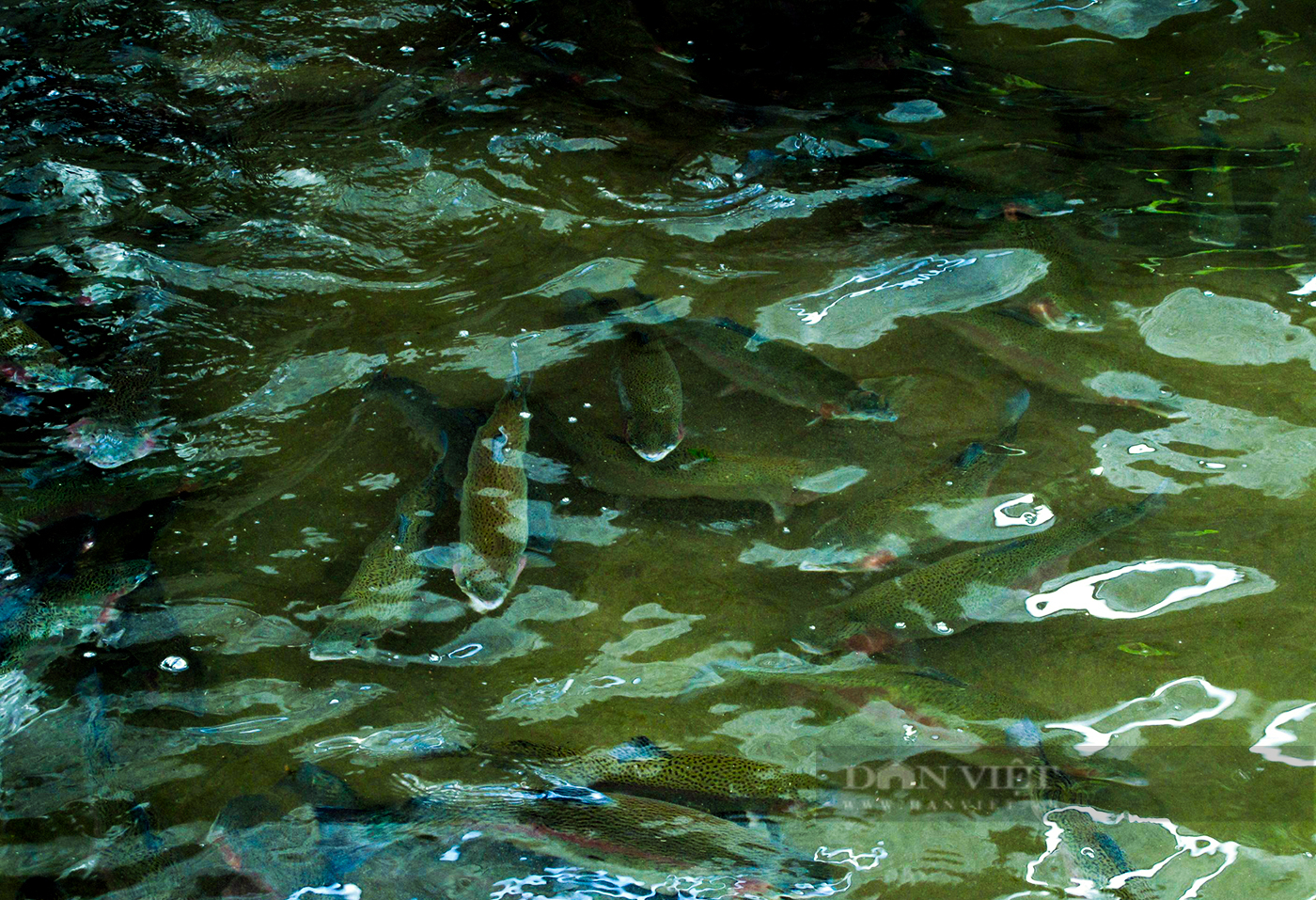 Nông dân Tam Đường phục hồi sản xuất chăn nuôi cá nước lạnh - Ảnh 5.