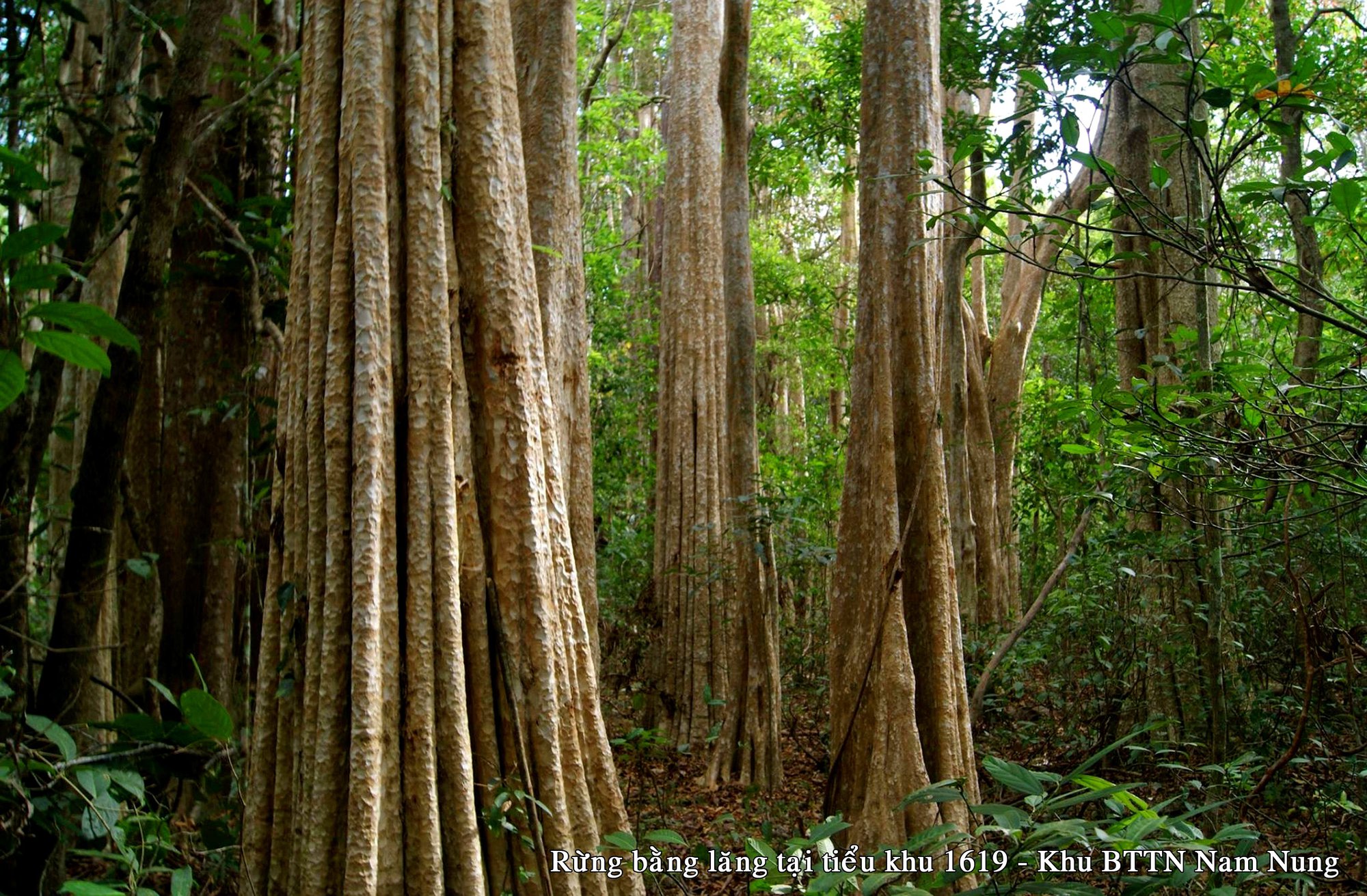 Khu bảo tồn thiên nhiên Nam Nung: “Kích hoạt” tiềm năng du lịch sinh thái trong môi trường rừng - Ảnh 1.