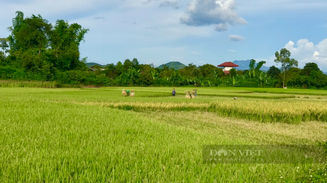 Mùa vàng trên vùng cao Sơn La - Ảnh 2.