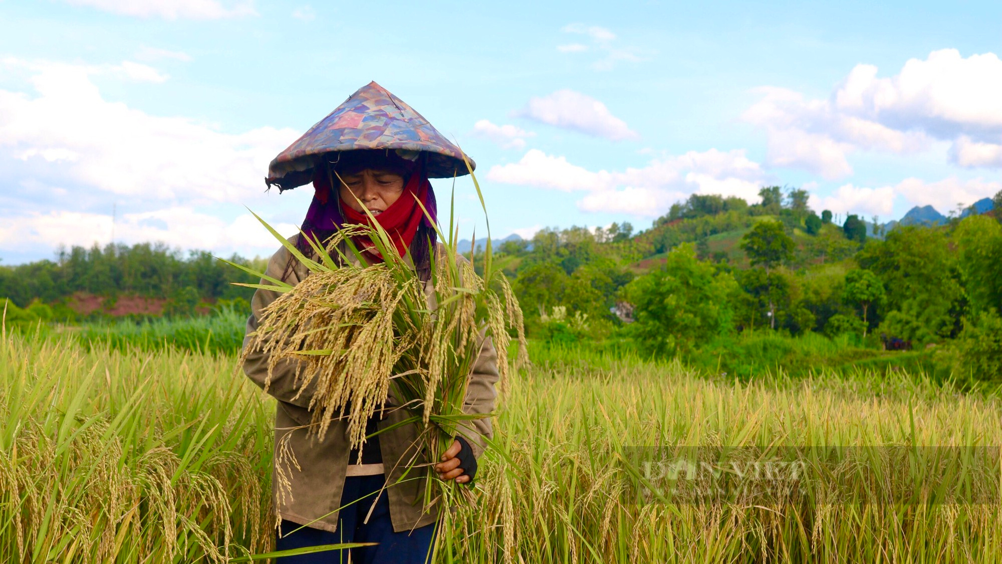 Mùa vàng trên vùng cao Sơn La - Ảnh 6.