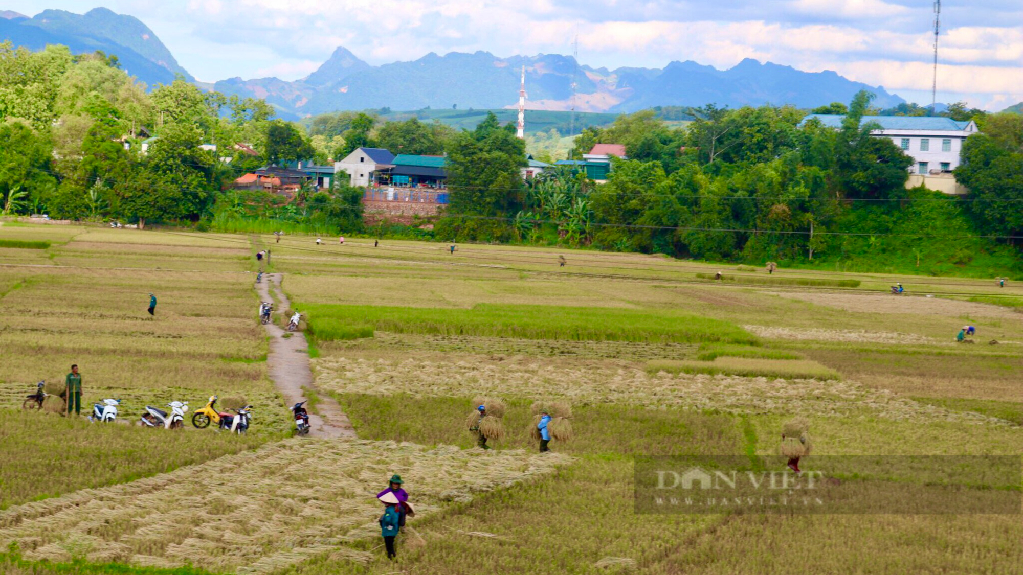 Mùa vàng trên vùng cao Sơn La - Ảnh 10.