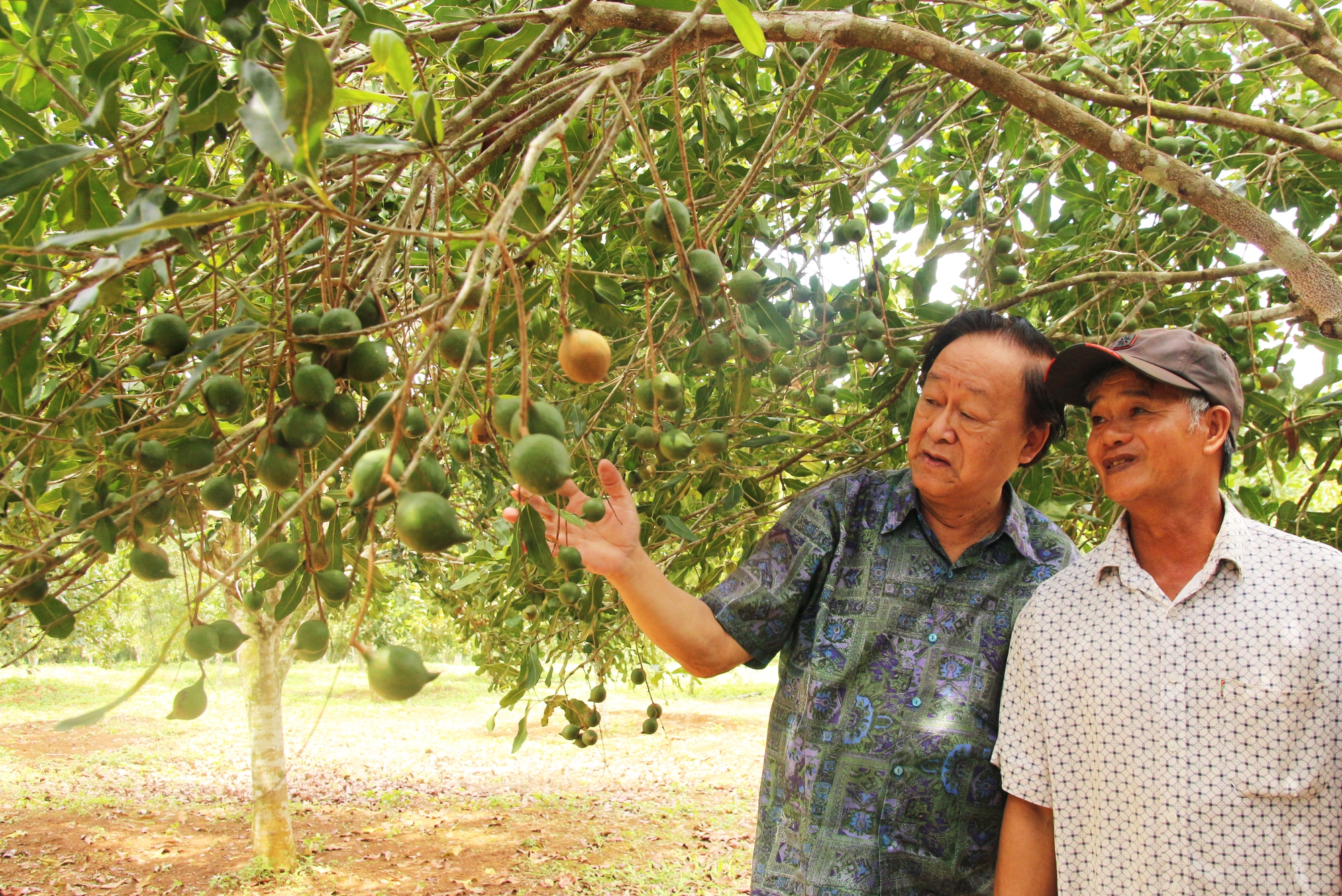 Vườn mắc ca sai trĩu quả của gia đình ông Đặng Văn Khánh trồng từ năm 2012 đang chuẩn bị cho thu hoạch.