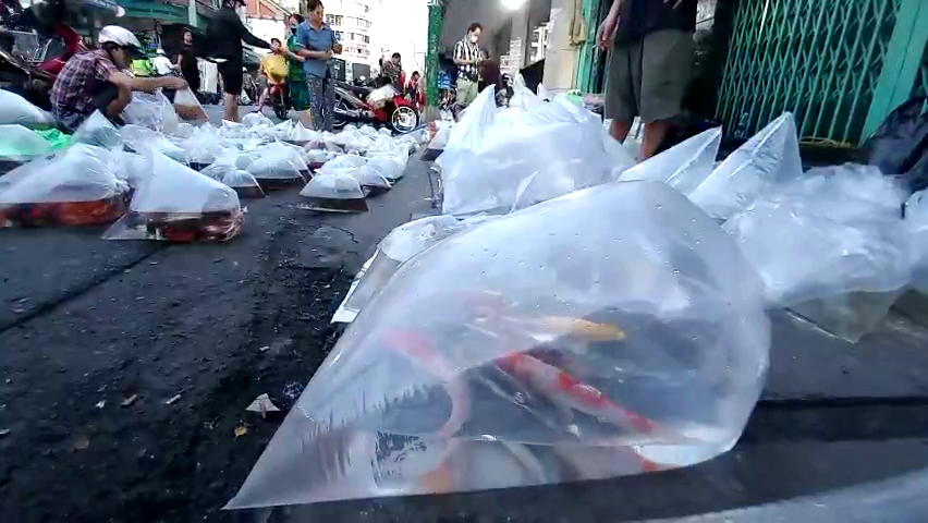 Bò lê soi đèn mua cá tại chợ cá cảnh “âm phủ” Sài Gòn  - Ảnh 7.