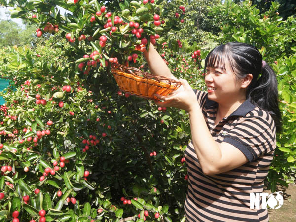Trồng thứ cây cảnh này ở Ninh Thuận, vườn đã đẹp, ra trái chi chít từng chùm đỏ, ai đi qua cũng ngắm thỏa thuê - Ảnh 1.