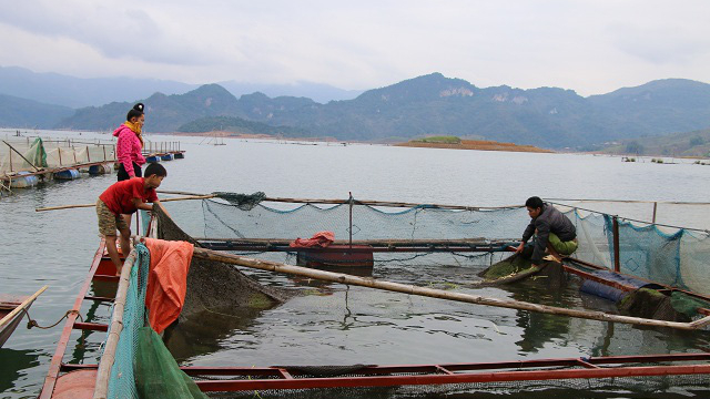 Nuôi cá lồng trên hồ sông Đà - tiềm năng được khai thác đúng hướng - Ảnh 4.