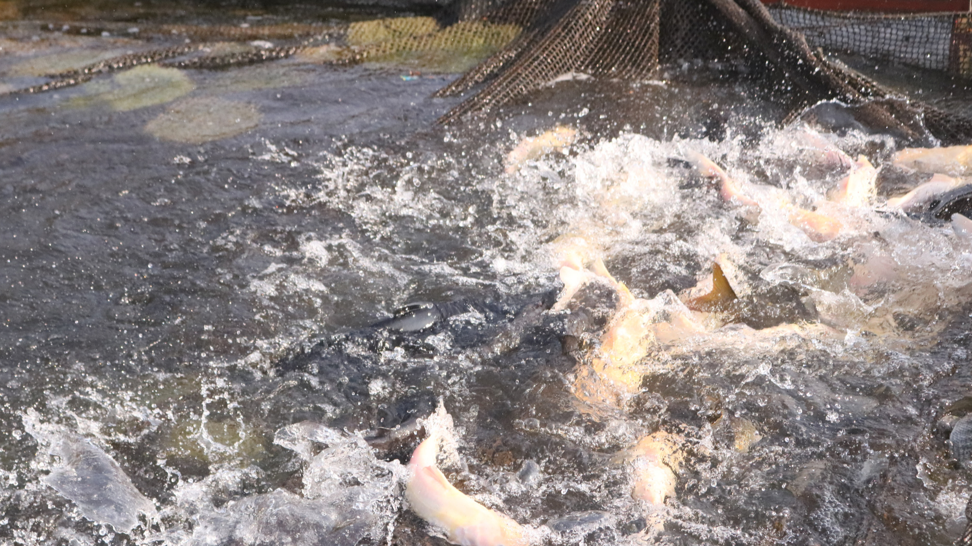 Nuôi cá lồng trên hồ sông Đà - tiềm năng được khai thác đúng hướng - Ảnh 2.