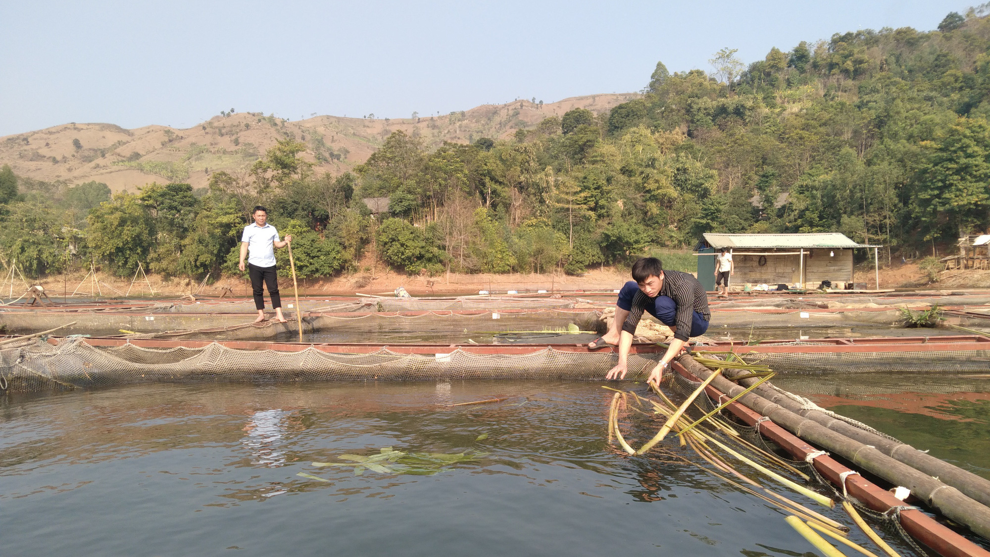 Nuôi cá lồng trên hồ sông Đà - tiềm năng được khai thác đúng hướng - Ảnh 5.