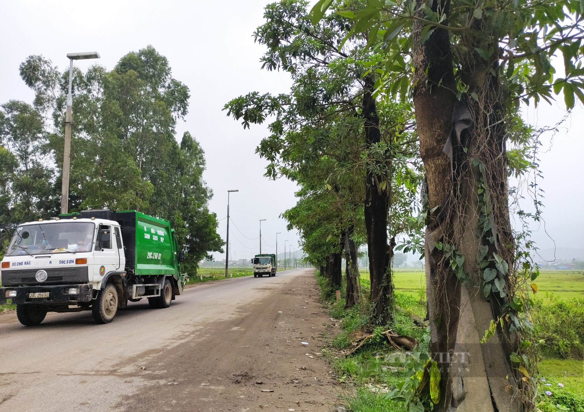 Hàng hoa sữa đánh chuyển từ Hồ Tây sống sót ra sao dưới chân núi rác Nam Sơn? - Ảnh 3.