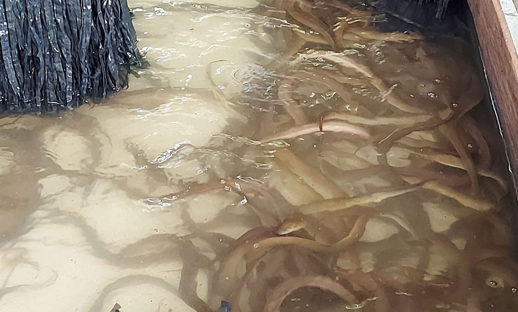 Nông dân nơi này ở Long An, nuôi lươn đặc sản ở chuồng heo bỏ không, thương lái mua 150.000 đồng/kg - Ảnh 3.