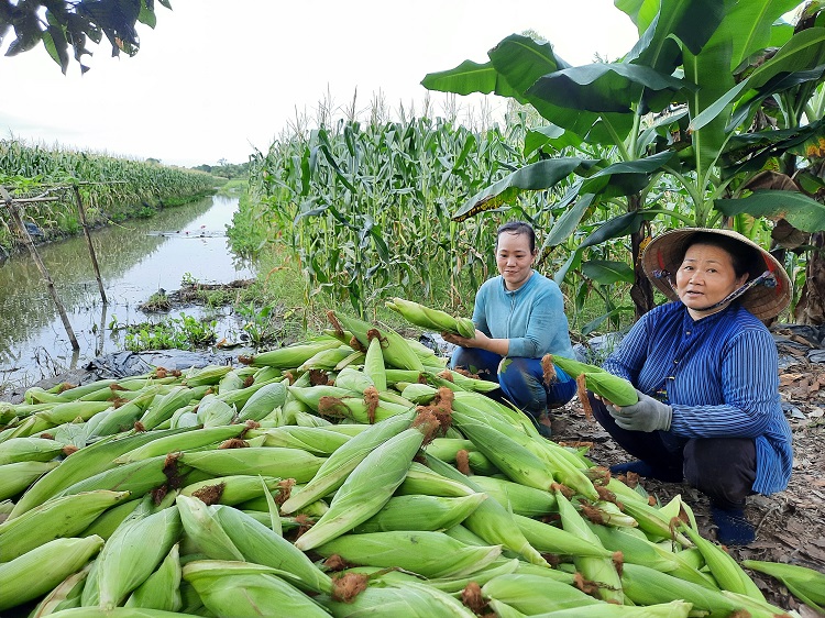 Trồng bắp trong ruộng mía trống, nông dân Hậu Giang bẻ trái bán kiếm hàng chục triệu