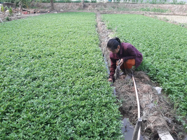Trồng loại rau cần thơm như rau gia vị, chị nông dân Cà Mau hái bán kiếm mỗi ngày hàng trăm ngàn đồng - Ảnh 1.