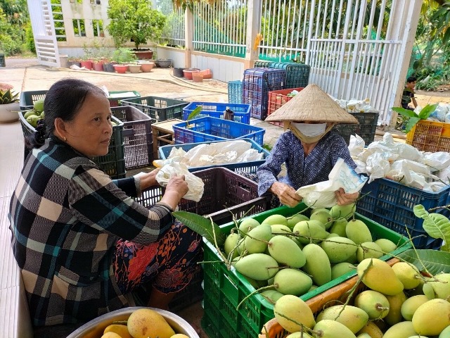 Đưa xoài vào Trung Quốc, thủ tục còn phức tạp hơn cả Mỹ - Ảnh 1.