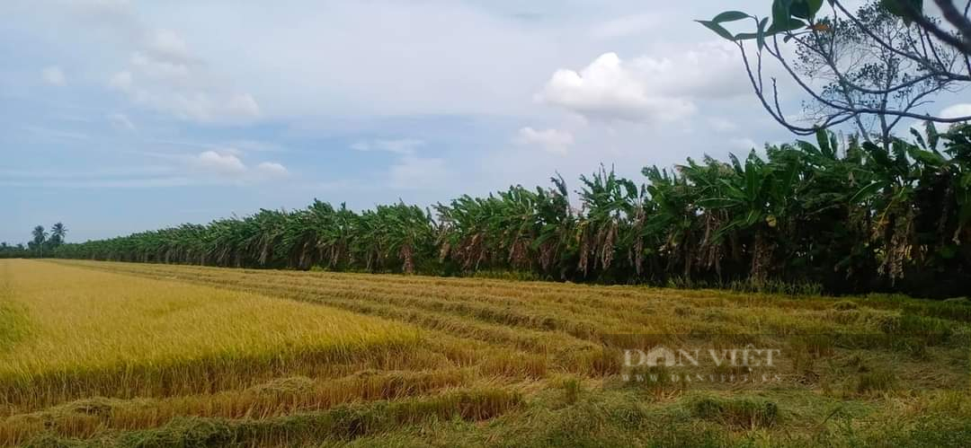 Sản lượng lúa vụ Thu Đông tại Đồng bằng sông Cửu Long ước đạt khoảng 4 triệu tấn - Ảnh 3.