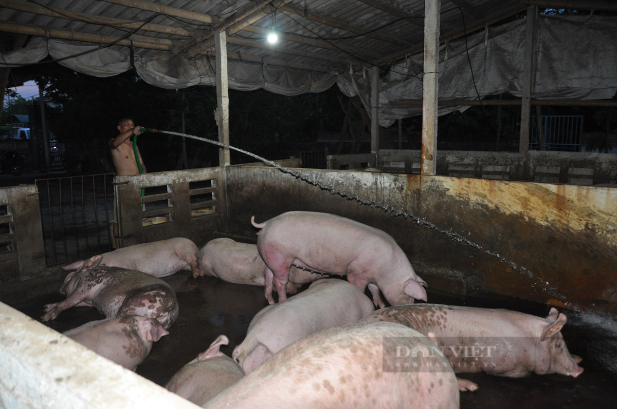 Người chăn nuôi bỏ chuồng vì gánh nặng chi phí:  &quot;Thủ phủ&quot; chăn nuôi lợn miền Bắc hoang tàn - Ảnh 7.