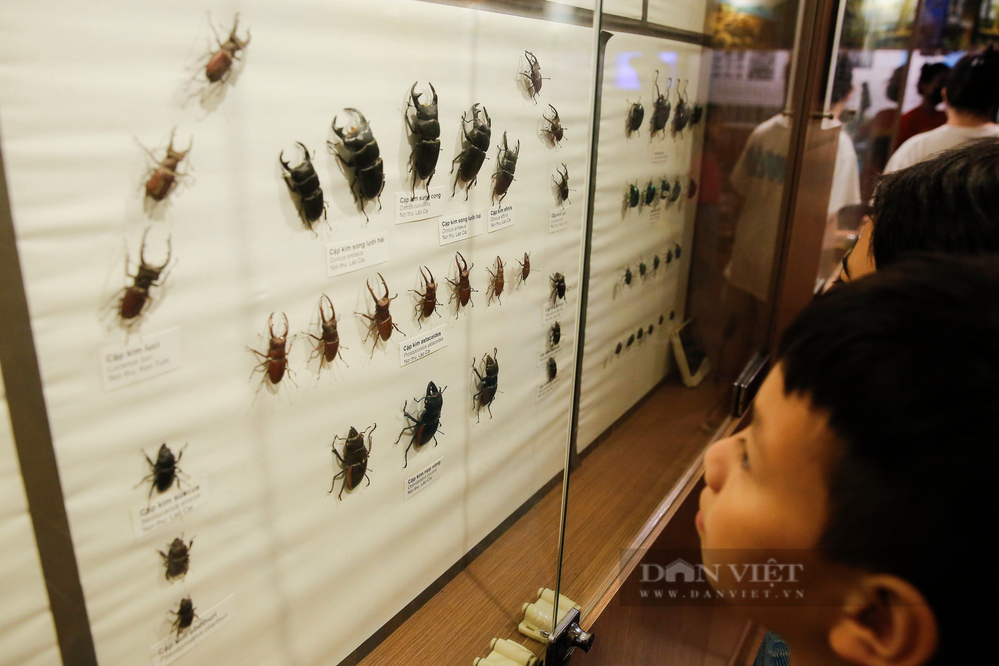 Trẻ em Hà Nội thích thú với hơn 1400 mẫu vật tái hiện sự sống hàng triệu năm trước - Ảnh 9.