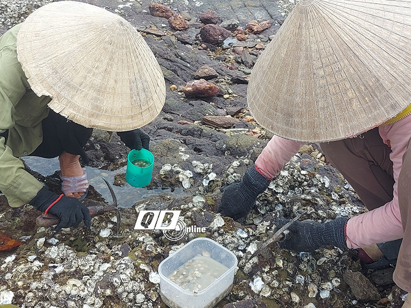 Đội nắng hành nghề gõ &quot;cóc, cóc, cóc&quot;  trên đá ở bãi biển Quảng Bình, mỗi ngày dân kiếm vài trăm ngàn - Ảnh 1.