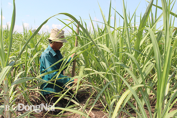 Đồng Nai: Tại sao diện tích loại cây này ngày càng &quot;teo tóp&quot;? - Ảnh 1.