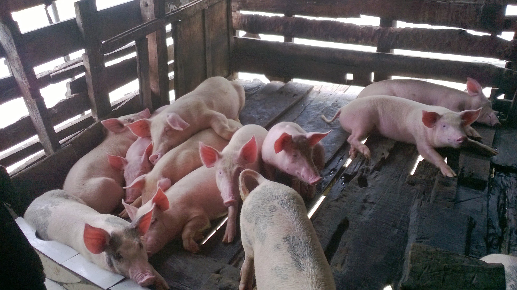 Vì sao giá lợn hơi đồng loạt tăng mạnh, tiến sát mốc 70.000 đồng/kg? - Ảnh 1.