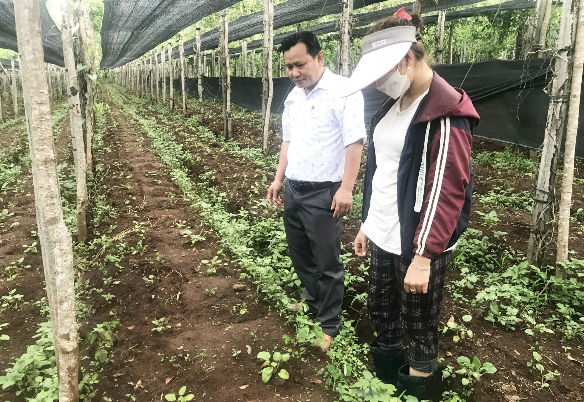 Cây đan sâm là loài sâm gì, có công dụng như thế nào mà nông dân Gia Lai đang trồng ở đây rất nhiều? - Ảnh 2.