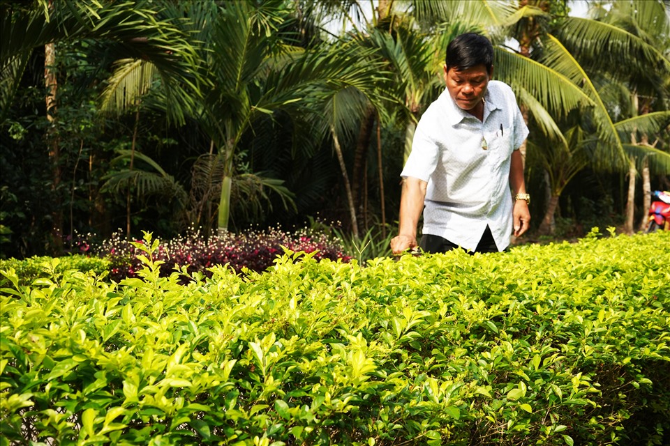 Hậu Giang: Đường hoa nông thôn mới, trồng cây cảnh miên man khiến dân tình &quot;phát sốt&quot; - Ảnh 7.