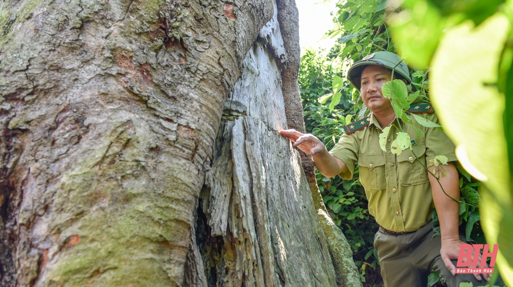 &quot;Thần mộc&quot; lim xanh đại thụ hàng trăm năm tuổi vẫn xanh mướt, sừng sững giữa núi rừng xứ Thanh - Ảnh 4.