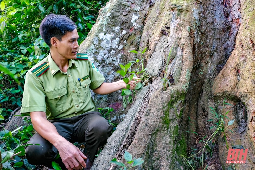 &quot;Thần mộc&quot; lim xanh đại thụ hàng trăm năm tuổi vẫn xanh mướt, sừng sững giữa núi rừng xứ Thanh - Ảnh 9.