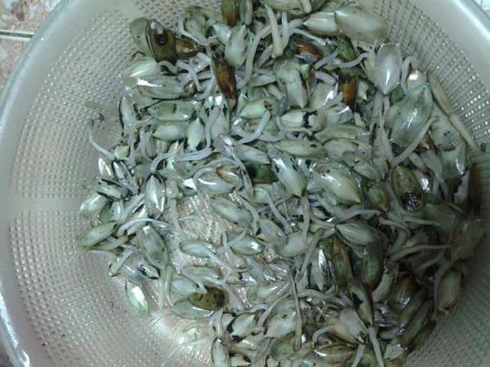 Đặc sản chỉ có ở Hải Phòng, xấu nhưng ngon, 150.000 đồng/kg - Ảnh 5.