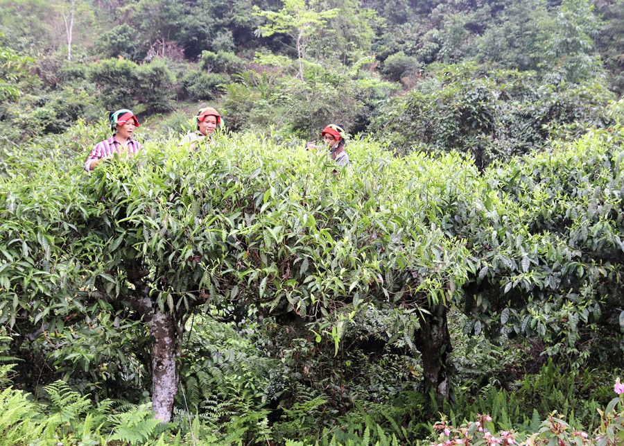 Thứ cây cổ thụ chả phải bón phân đều đều mỗi năm mang về 12 tỷ cho nông dân xã này ở Hà Giang - Ảnh 1.
